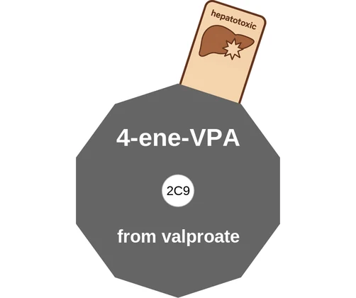 4-ene-VPA ballicule: receptor binding, kinetics and half-life diagram