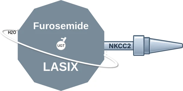 Furosemide ballicule: receptor binding, kinetics and half-life diagram