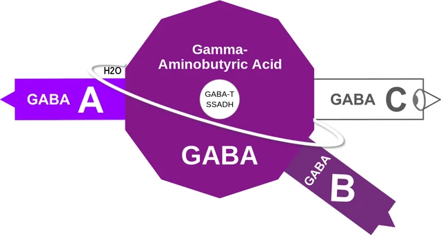 Gamma- Aminobutyric Acid ballicule: receptor binding, kinetics and half-life diagram