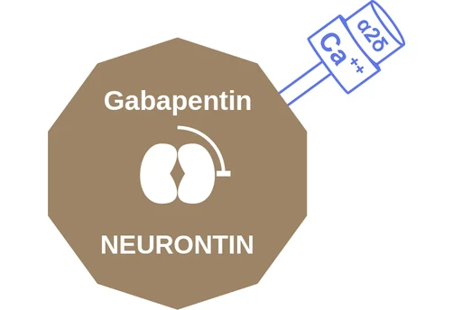 Gabapentin ballicule: receptor binding, kinetics and half-life diagram