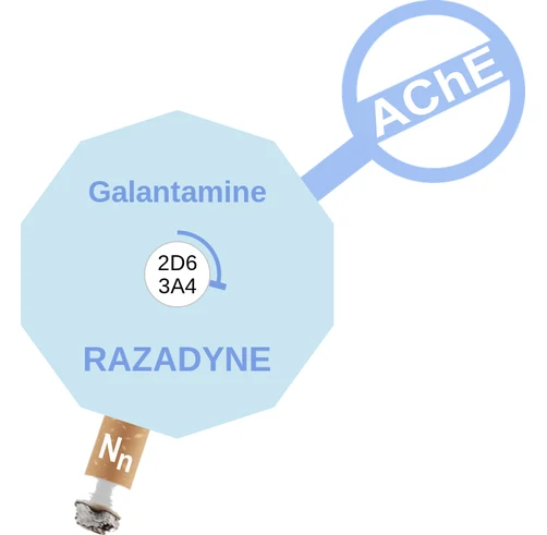 Galantamine ballicule: receptor binding, kinetics and half-life diagram