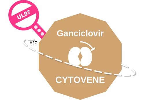 Ganciclovir ballicule — decagon mechanism diagram