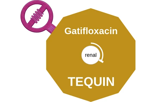 Gatifloxacin ballicule: receptor binding, kinetics and half-life diagram