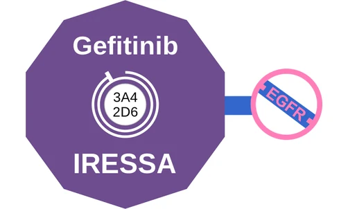 Gefitinib ballicule: receptor binding, kinetics and half-life diagram