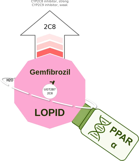 Gemfibrozil ballicule — decagon mechanism diagram