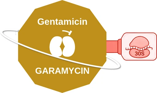 Gentamicin ballicule: receptor binding, kinetics and half-life diagram