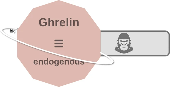 Ghrelin ballicule — decagon mechanism diagram
