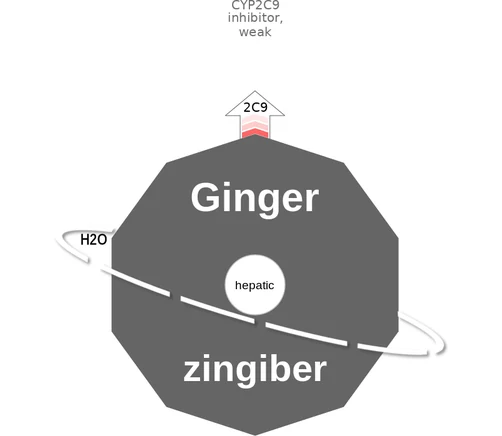 Ginger ballicule: receptor binding, kinetics and half-life diagram