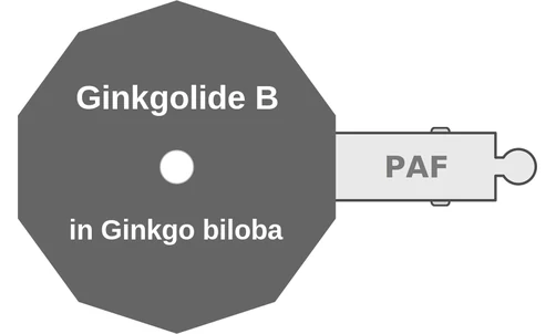 Ginkgolide B ballicule: receptor binding, kinetics and half-life diagram