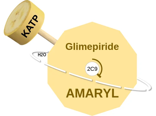 Glimepiride ballicule: receptor binding, kinetics and half-life diagram
