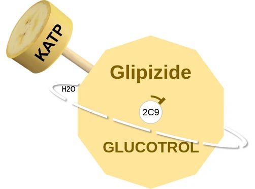 Glipizide ballicule: receptor binding, kinetics and half-life diagram