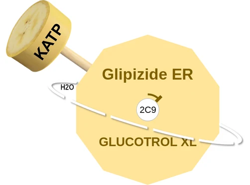 Glipizide ER ballicule: receptor binding, kinetics and half-life diagram