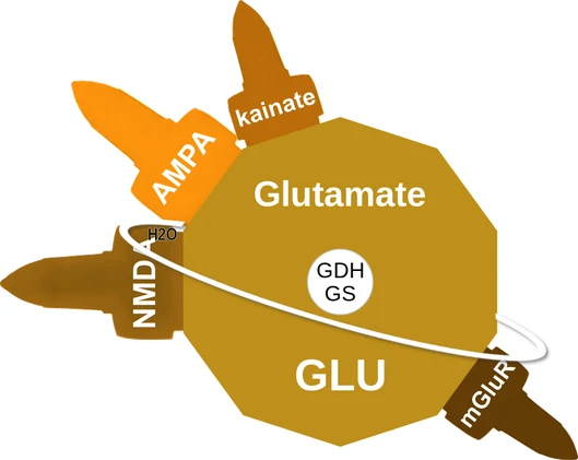 Glutamate ballicule: receptor binding, kinetics and half-life diagram