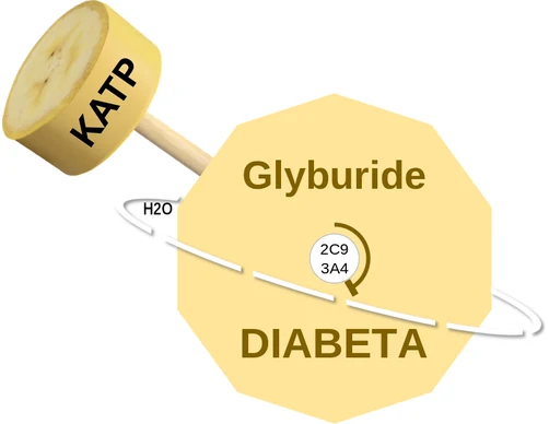 Glyburide ballicule: receptor binding, kinetics and half-life diagram