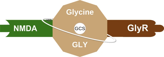 Glycine ballicule — decagon mechanism diagram