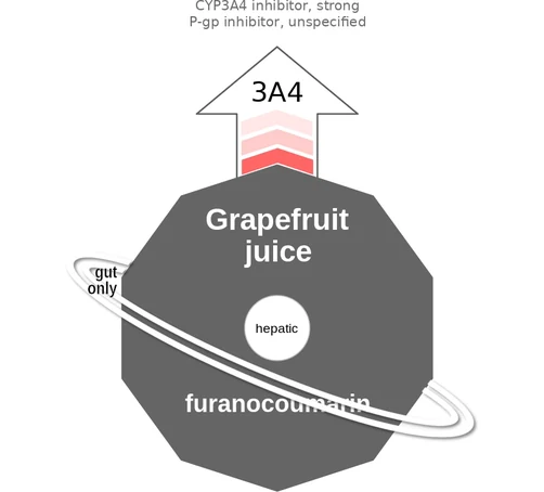 Grapefruit juice ballicule — decagon mechanism diagram