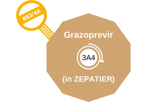 Grazoprevir ballicule: receptor binding, kinetics and half-life diagram