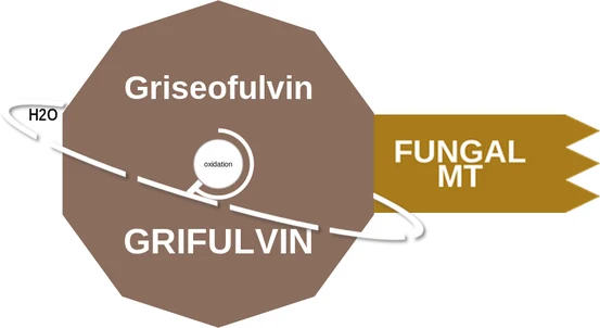 Griseofulvin ballicule: receptor binding, kinetics and half-life diagram