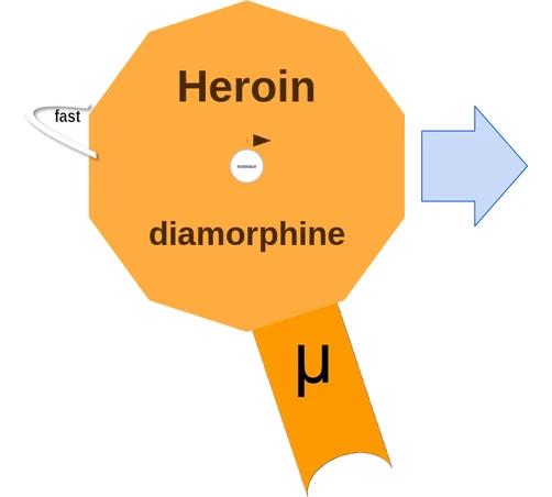 Heroin ballicule: receptor binding, kinetics and half-life diagram