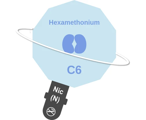 Hexamethonium ballicule: receptor binding, kinetics and half-life diagram