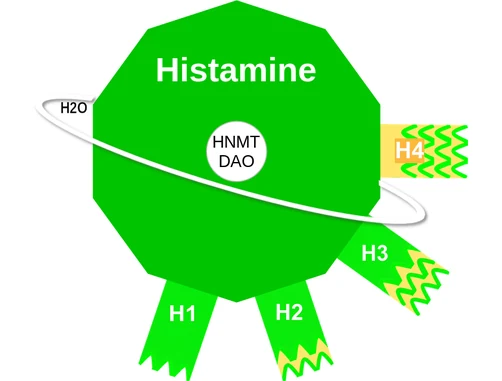 Histamine ballicule: receptor binding, kinetics and half-life diagram