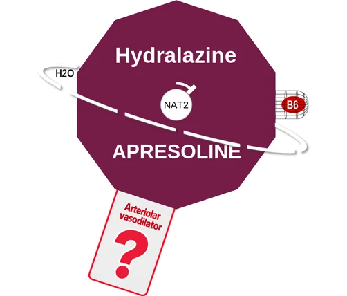 Hydralazine ballicule: receptor binding, kinetics and half-life diagram