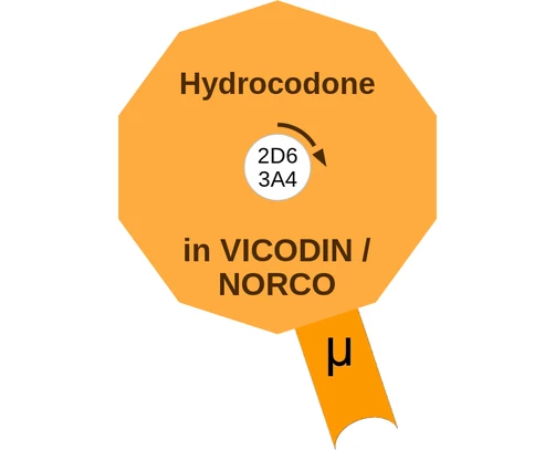 Hydrocodone ballicule: receptor binding, kinetics and half-life diagram
