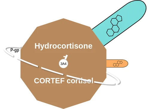 Hydrocortisone ballicule: receptor binding, kinetics and half-life diagram