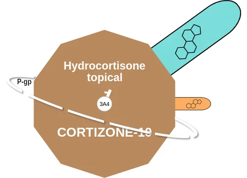 Hydrocortisone topical ballicule: receptor binding, kinetics and half-life diagram