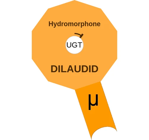 Hydromorphone ballicule: receptor binding, kinetics and half-life diagram