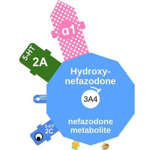 Hydroxy nefazodone ballicule: receptor binding, kinetics and half-life diagram