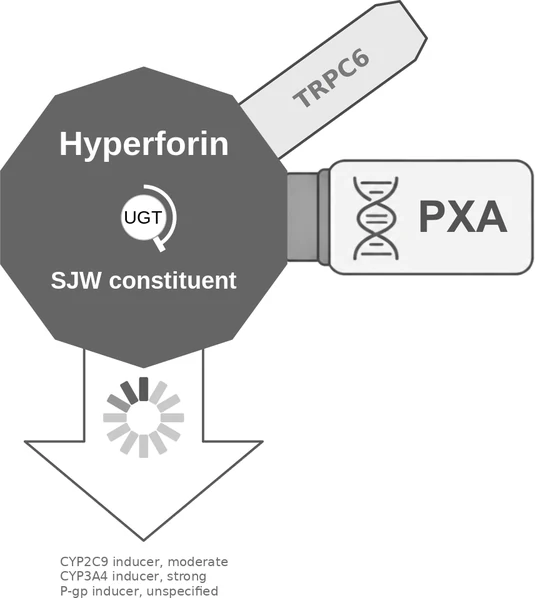 Hyperforin ballicule: receptor binding, kinetics and half-life diagram
