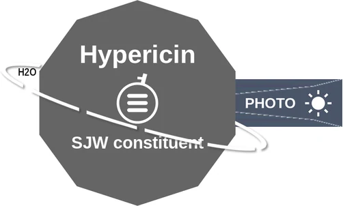 Hypericin ballicule: receptor binding, kinetics and half-life diagram