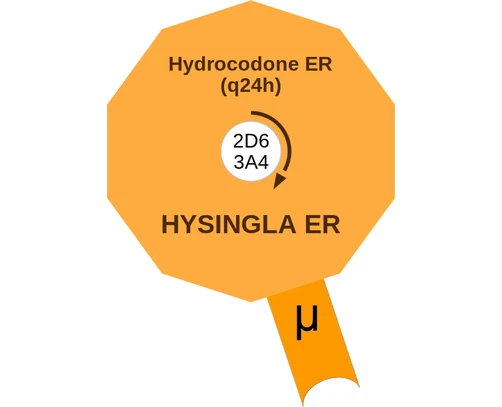 Hydrocodone ER (q24h) ballicule: receptor binding, kinetics and half-life diagram