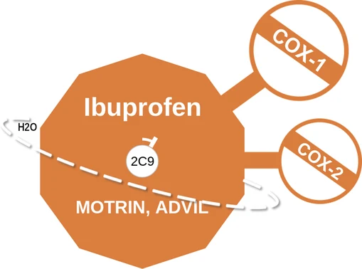 Ibuprofen ballicule: receptor binding, kinetics and half-life diagram