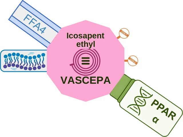 Icosapent ethyl ballicule: receptor binding, kinetics and half-life diagram