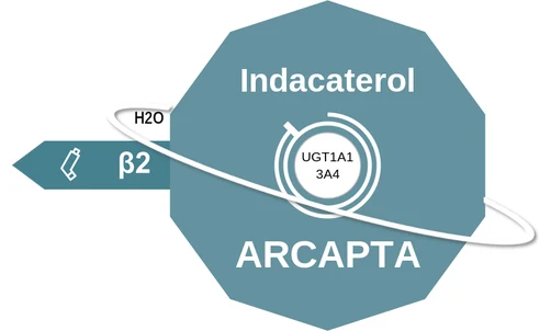 Indacaterol ballicule: receptor binding, kinetics and half-life diagram
