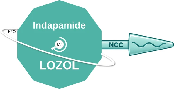 Indapamide ballicule: receptor binding, kinetics and half-life diagram