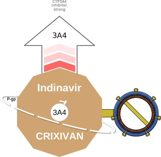 Indinavir ballicule: receptor binding, kinetics and half-life diagram