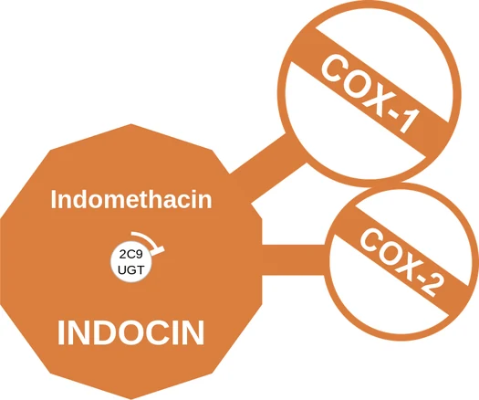 Indomethacin ballicule — decagon mechanism diagram