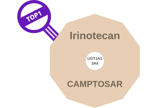 Irinotecan ballicule — decagon mechanism diagram