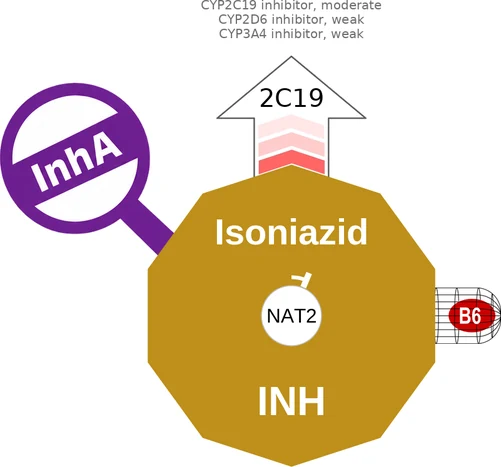Isoniazid ballicule: receptor binding, kinetics and half-life diagram