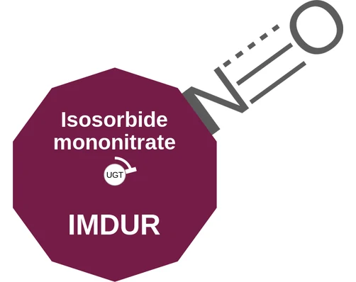 Isosorbide mononitrate ballicule: receptor binding, kinetics and half-life diagram