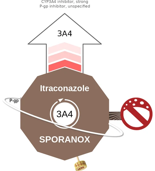 Itraconazole ballicule — decagon mechanism diagram