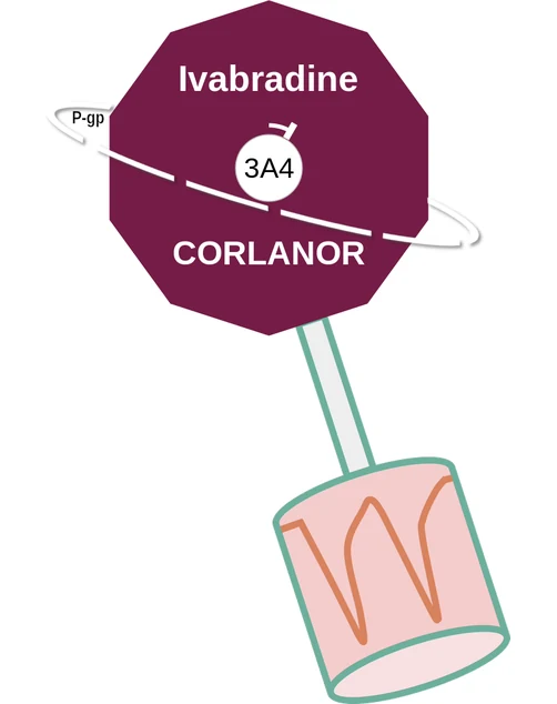 Ivabradine ballicule — decagon mechanism diagram
