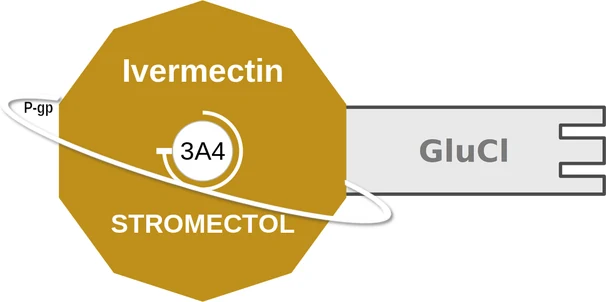 Ivermectin ballicule: receptor binding, kinetics and half-life diagram