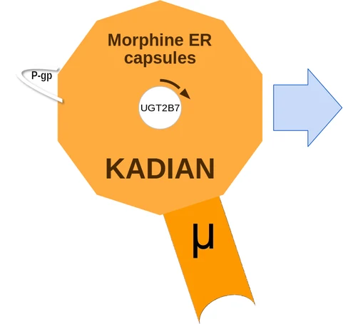 Morphine ER capsules ballicule: receptor binding, kinetics and half-life diagram