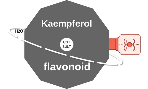 Kaempferol ballicule: receptor binding, kinetics and half-life diagram