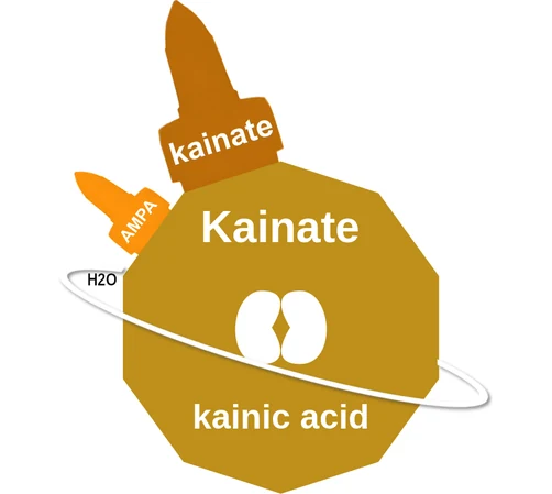 Kainate ballicule — decagon mechanism diagram