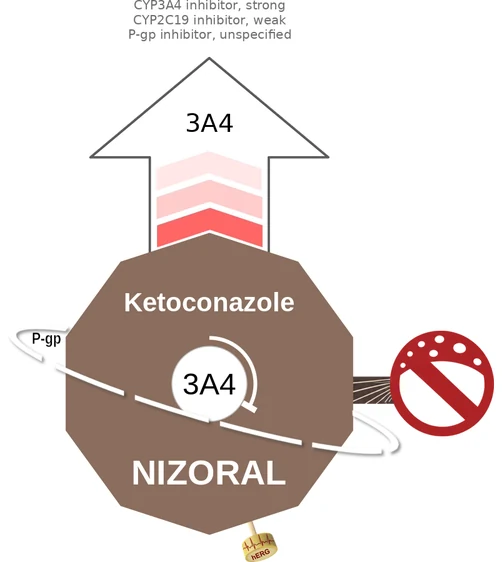 Ketoconazole ballicule: receptor binding, kinetics and half-life diagram